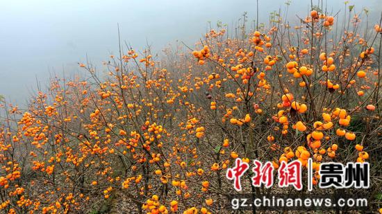 晨雾中,橙黄色的柿子密密地挂满枝头。刁苓沙 摄 晨雾中,橙黄色的柿子密密地挂满枝头。刁苓沙 摄