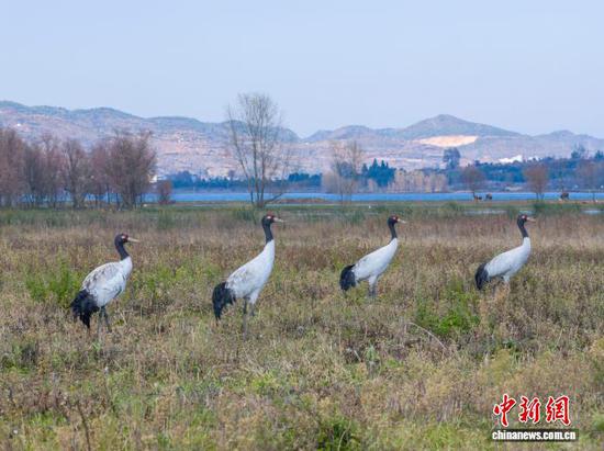 11月26日,贵州省毕节市威宁彝族回族苗族自治县草海国家级自然保护区迎来晴好天气,在此越冬的候鸟们尽享冬日暖阳。管庆巍 摄 11月26日,贵州省毕节市威宁彝族回族苗族自治县草海国家级自然保护区迎来晴好天气,在此越冬的候鸟们尽享冬日暖阳。管庆巍 摄