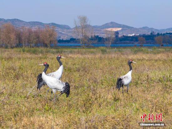 11月26日,贵州省毕节市威宁彝族回族苗族自治县草海国家级自然保护区迎来晴好天气,在此越冬的候鸟们尽享冬日暖阳。管庆巍 摄 11月26日,贵州省毕节市威宁彝族回族苗族自治县草海国家级自然保护区迎来晴好天气,在此越冬的候鸟们尽享冬日暖阳。管庆巍 摄