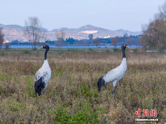11月26日,贵州省毕节市威宁彝族回族苗族自治县草海国家级自然保护区迎来晴好天气,在此越冬的候鸟们尽享冬日暖阳。管庆巍 摄 11月26日,贵州省毕节市威宁彝族回族苗族自治县草海国家级自然保护区迎来晴好天气,在此越冬的候鸟们尽享冬日暖阳。管庆巍 摄