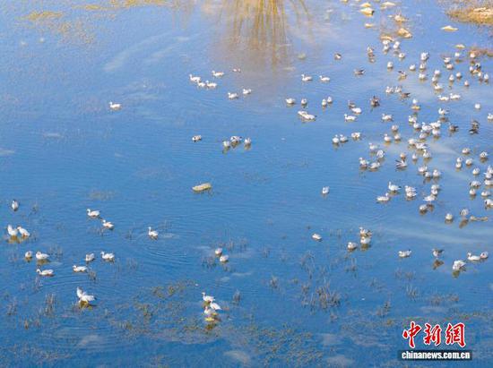 11月26日,贵州省毕节市威宁彝族回族苗族自治县草海国家级自然保护区迎来晴好天气,在此越冬的候鸟们尽享冬日暖阳。管庆巍 摄 11月26日,贵州省毕节市威宁彝族回族苗族自治县草海国家级自然保护区迎来晴好天气,在此越冬的候鸟们尽享冬日暖阳。管庆巍 摄