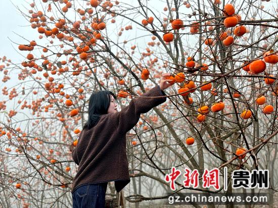 成熟的柿子。刁苓沙 摄 成熟的柿子。刁苓沙 摄