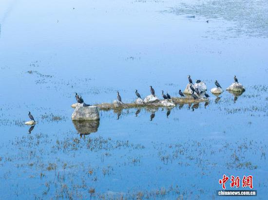 11月26日,贵州省毕节市威宁彝族回族苗族自治县草海国家级自然保护区迎来晴好天气,在此越冬的候鸟们尽享冬日暖阳。管庆巍 摄 11月26日,贵州省毕节市威宁彝族回族苗族自治县草海国家级自然保护区迎来晴好天气,在此越冬的候鸟们尽享冬日暖阳。管庆巍 摄