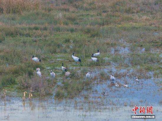 11月26日,贵州省毕节市威宁彝族回族苗族自治县草海国家级自然保护区迎来晴好天气,在此越冬的候鸟们尽享冬日暖阳。管庆巍 摄 11月26日,贵州省毕节市威宁彝族回族苗族自治县草海国家级自然保护区迎来晴好天气,在此越冬的候鸟们尽享冬日暖阳。管庆巍 摄