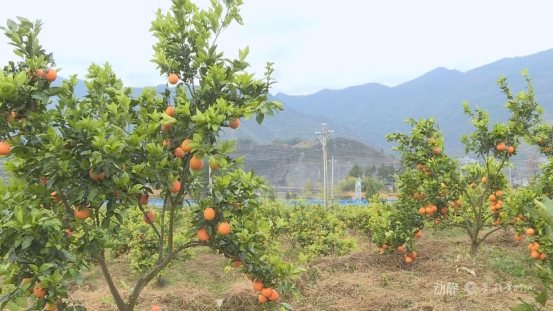 脐橙(3)