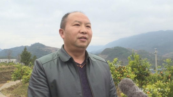 脐橙杨智