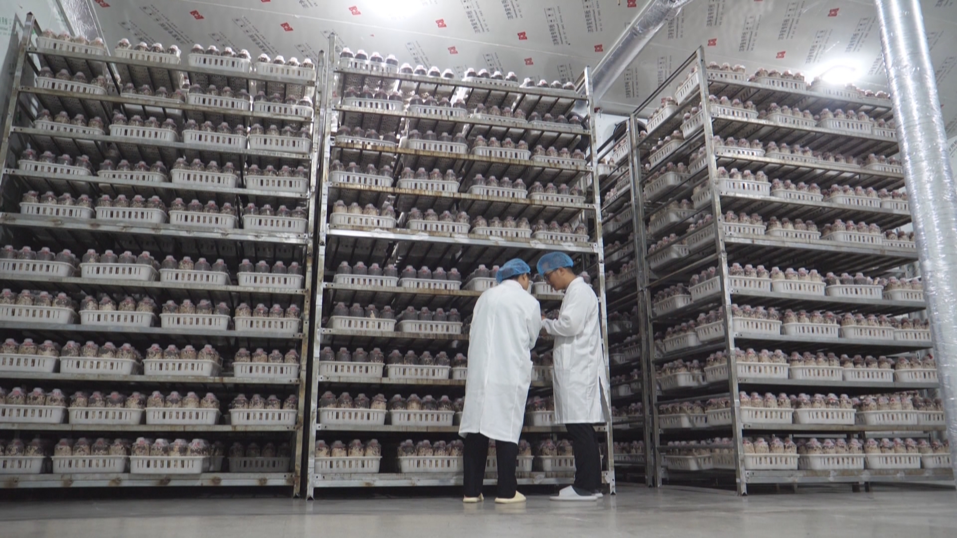 贵州新闻联播丨贵州民族医药引入词元技术 助力标准化智能化发展