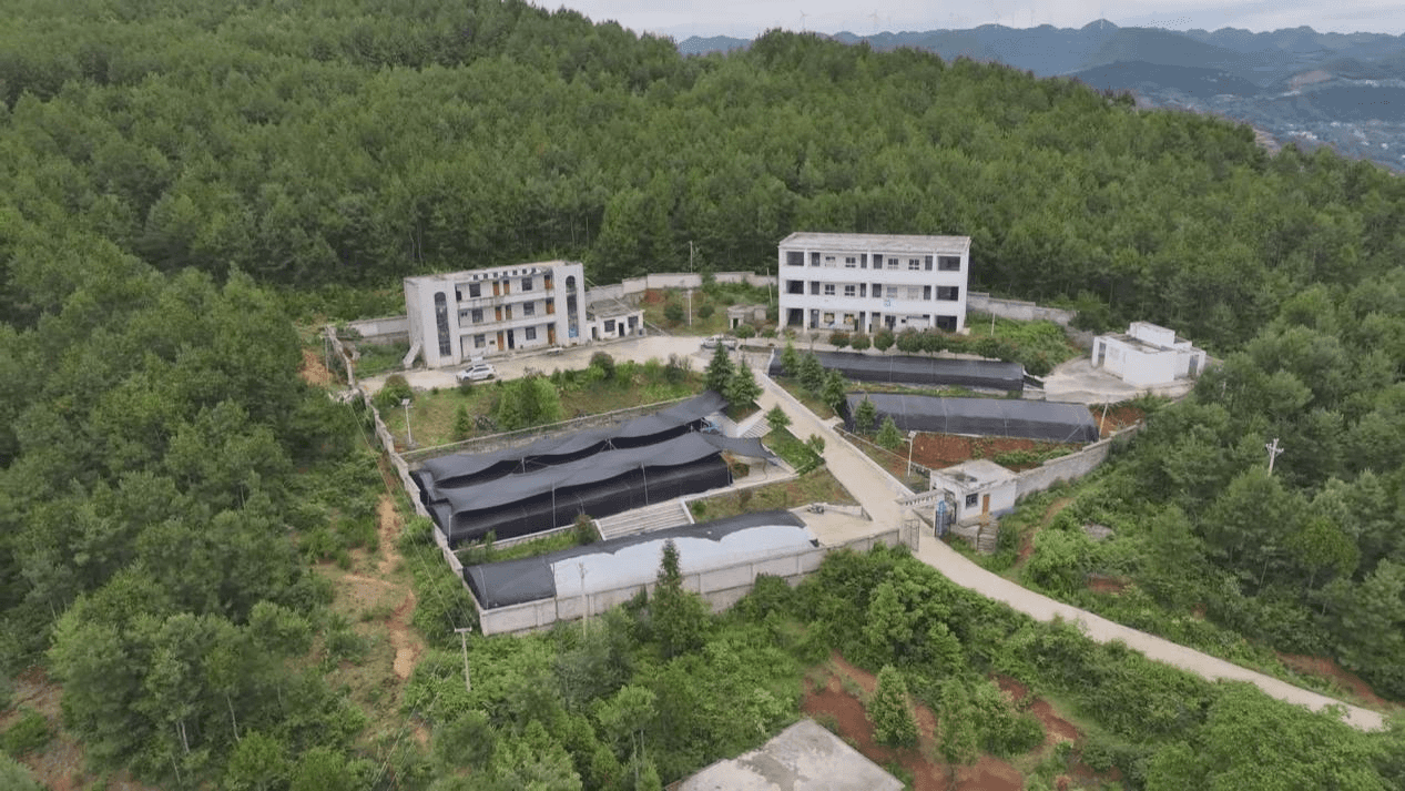 菌椒产业“双丰收”，订单种植助农增收