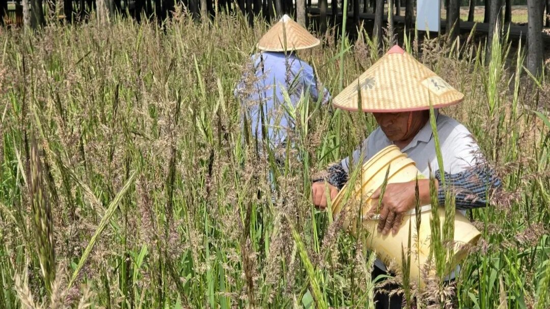 “消失千年”！菰（gū）米有望重回餐桌
