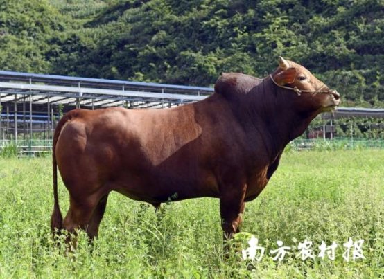 贵州黄牛。