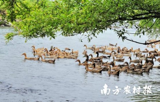 三穗鸭。