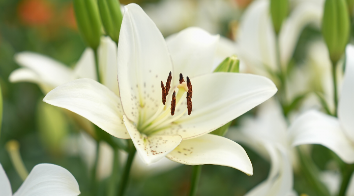 贵州仁怀：椒红百合香，产业丰收振兴忙