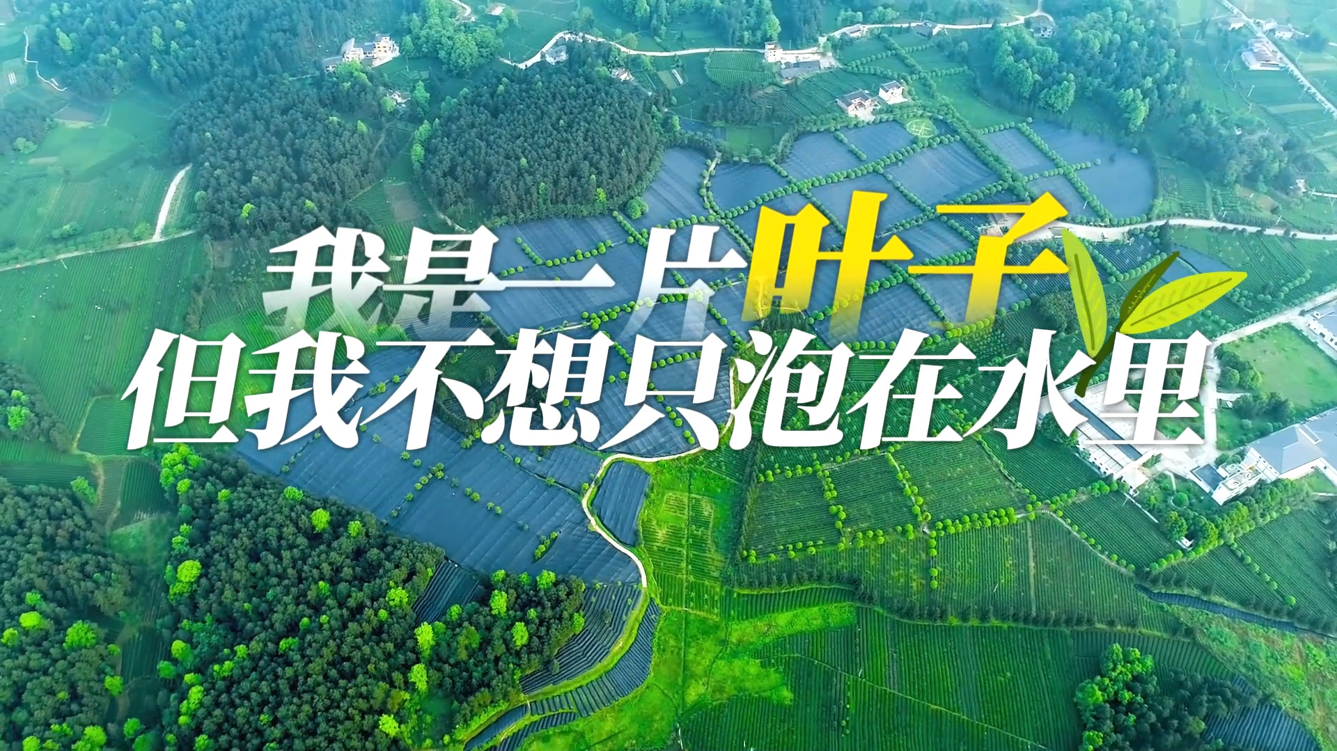 我是一片叶子，但我不想只泡在水里