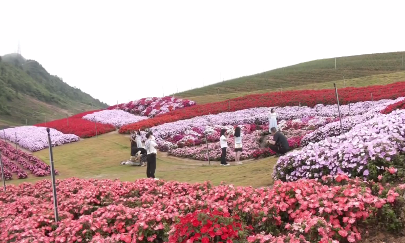 从“一日赏花”到“多日旅居” 贵州梅园打造四季花园