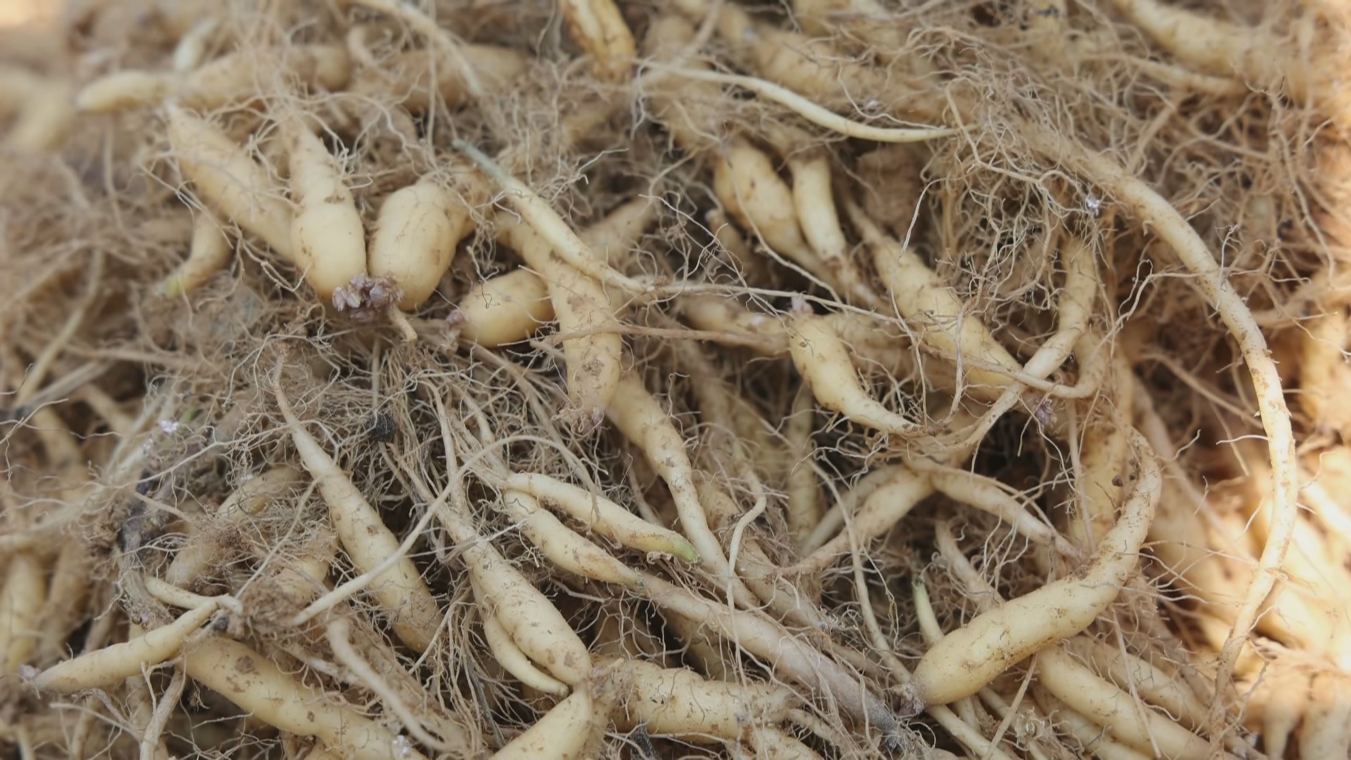 贵州新闻联播丨扩规模 优品质 深加工 贵州中药材产业量质齐升