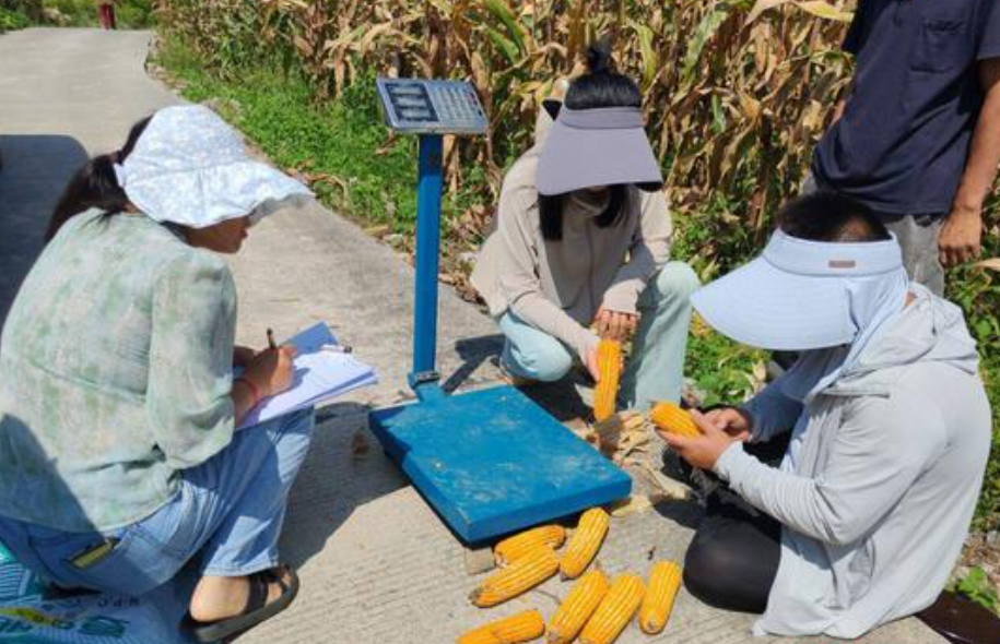 长顺县：农技人员下乡玉米测产 “农单988”亩产喜破1450斤