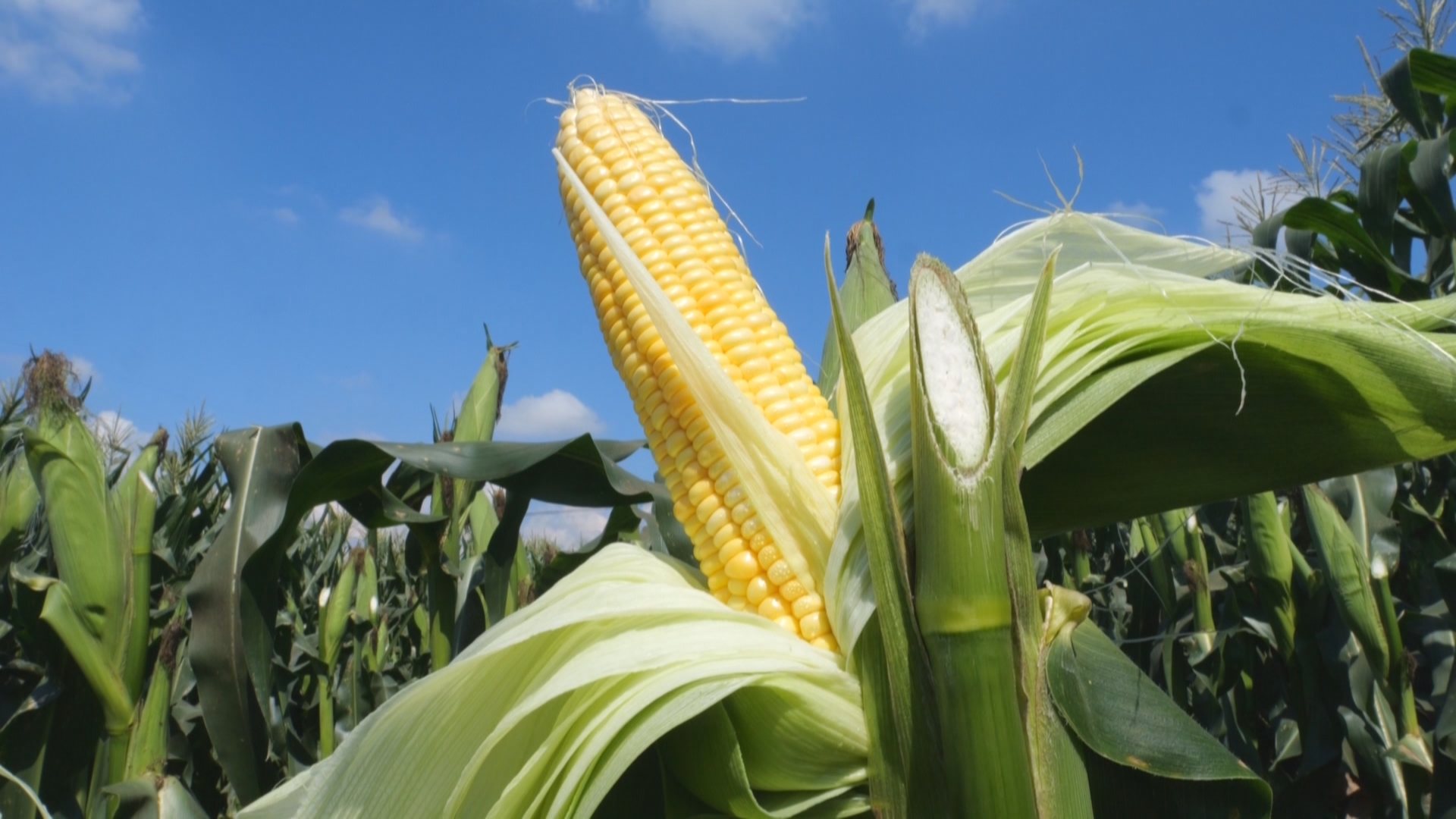 贵州新闻联播丨贵州整建制推进玉米大面积单产提升 已测示范点平均亩产超过900公斤