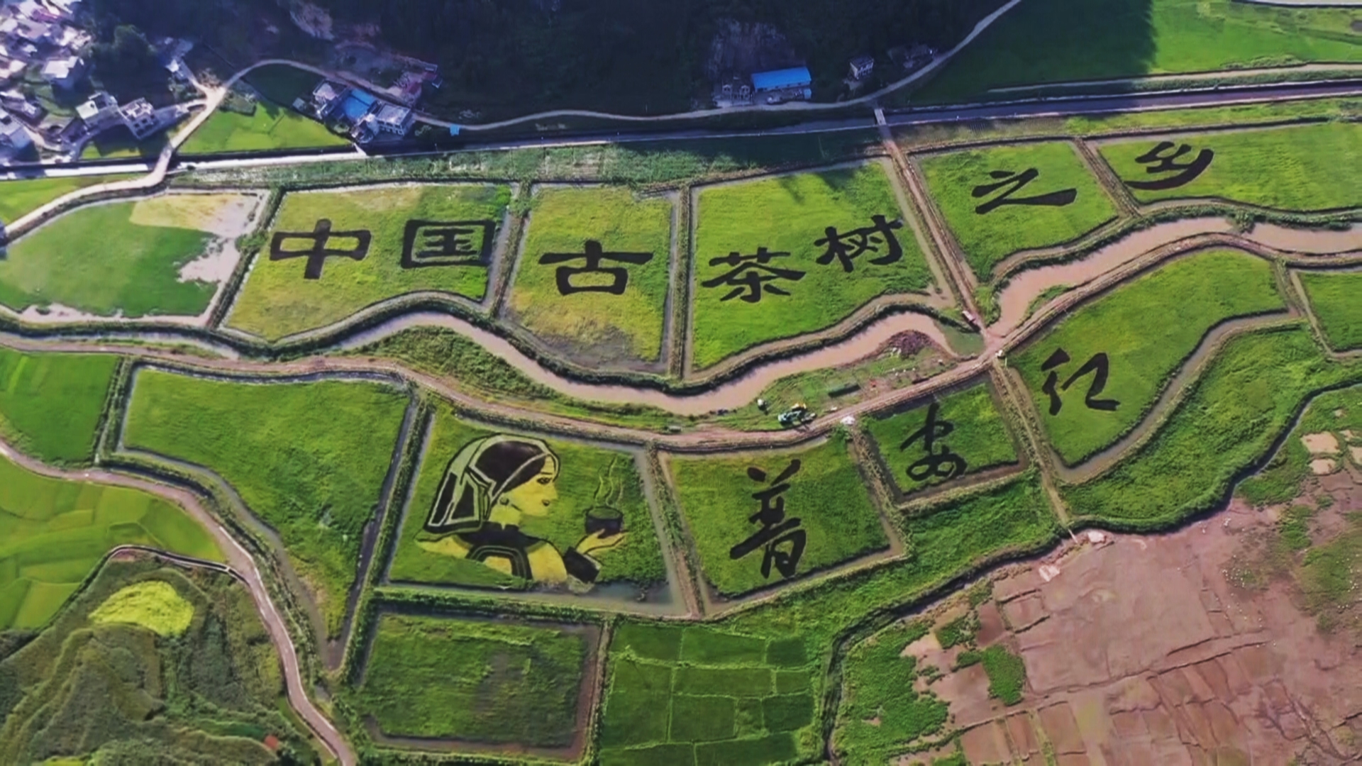 贵州新闻联播丨【强县富民调研行】年产值近亿元 普安千年古茶如何现代化发展