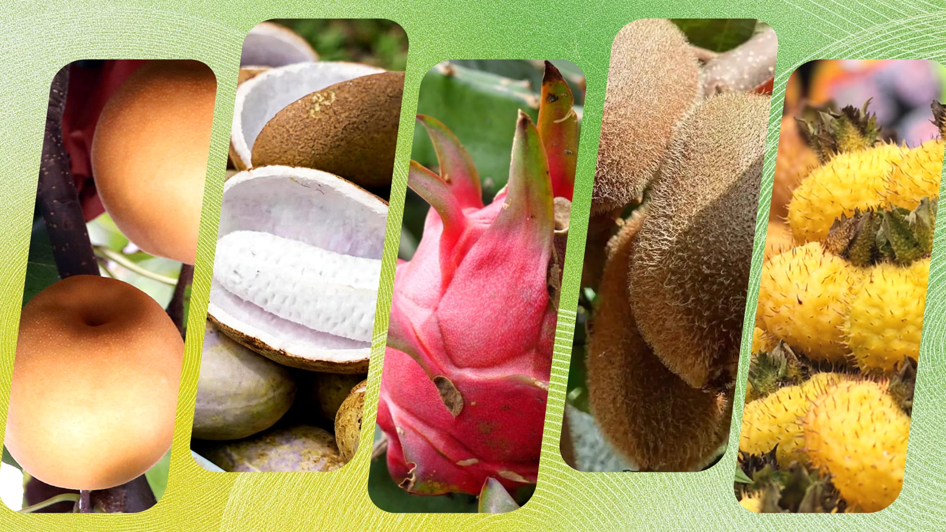 贵州“丰”景图鉴｜枝头的重量，是大地给出的满分答案