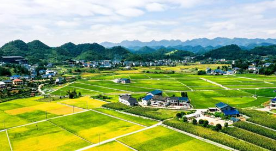 贵州遵义播州区21万亩稻谷进入采收黄金期