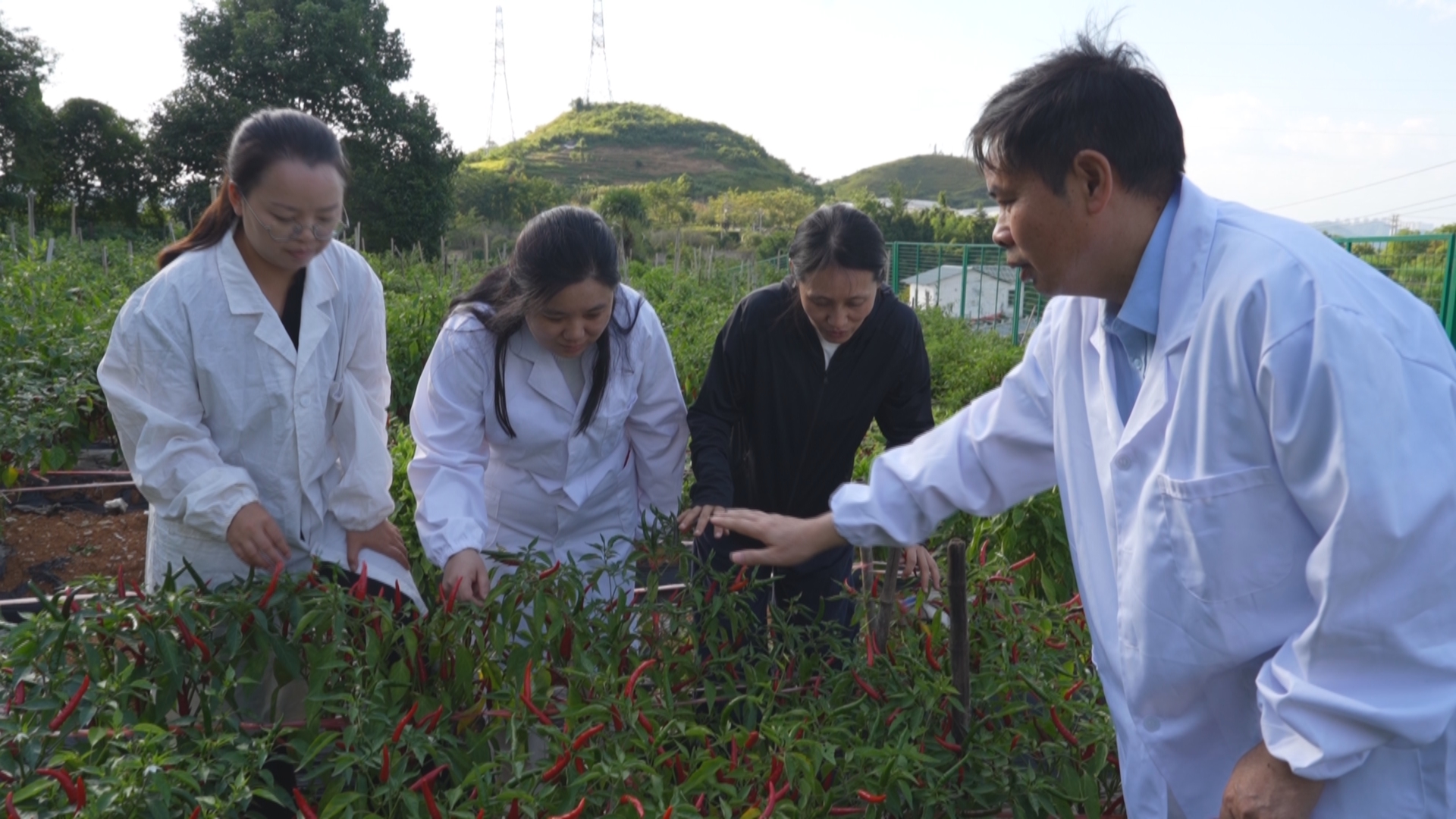 贵州新闻联播丨产学研协同攻关 助推贵州辣椒产业绿色升级