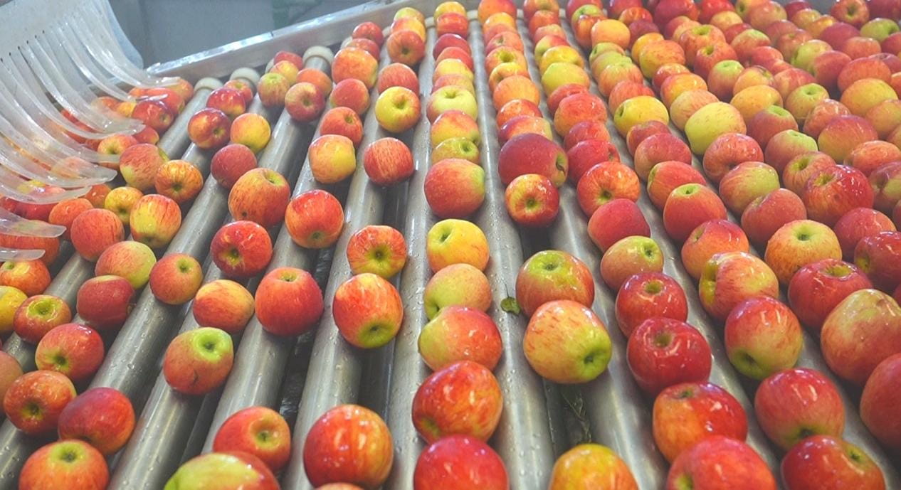 乡村里的“洋生意”