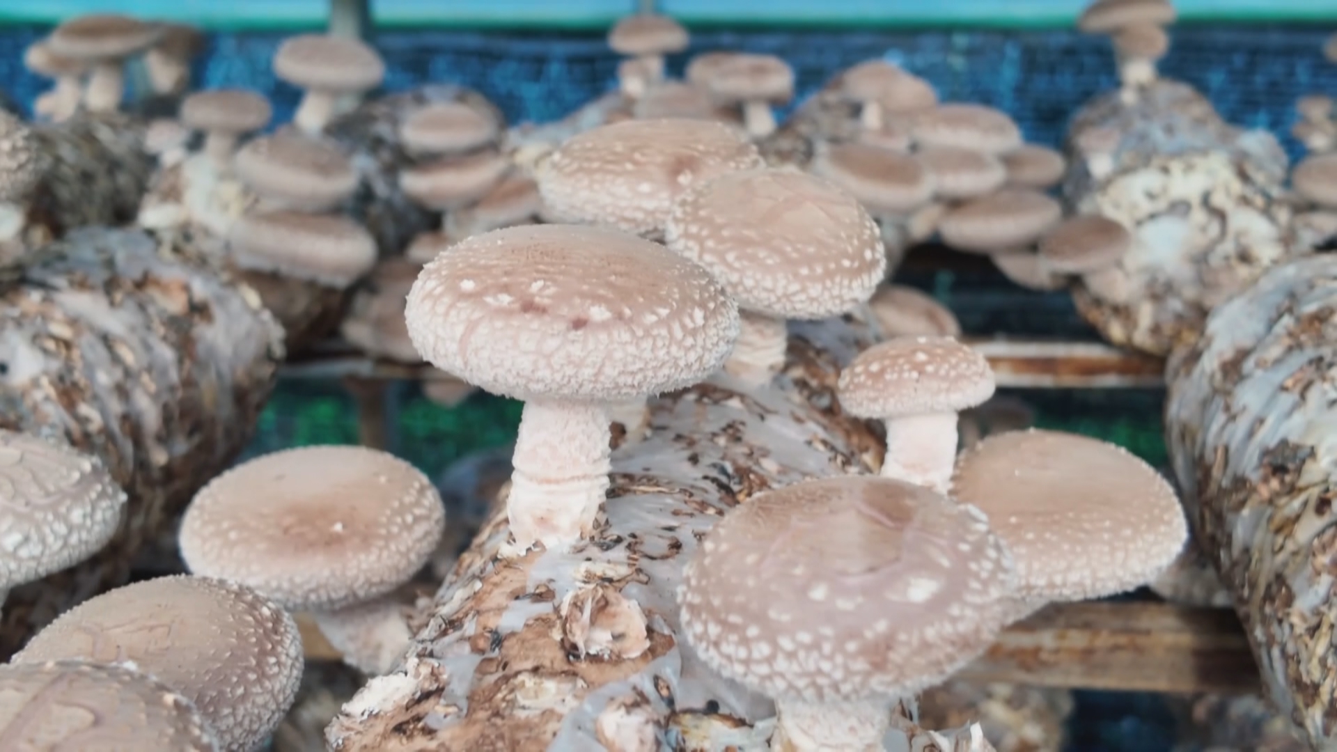 贵州新闻联播丨新设备+新技术 科技赋能丰收季提质增效