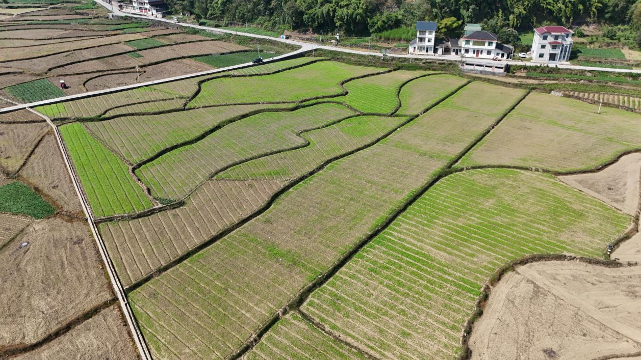 新州镇向家坝油菜育苗基地