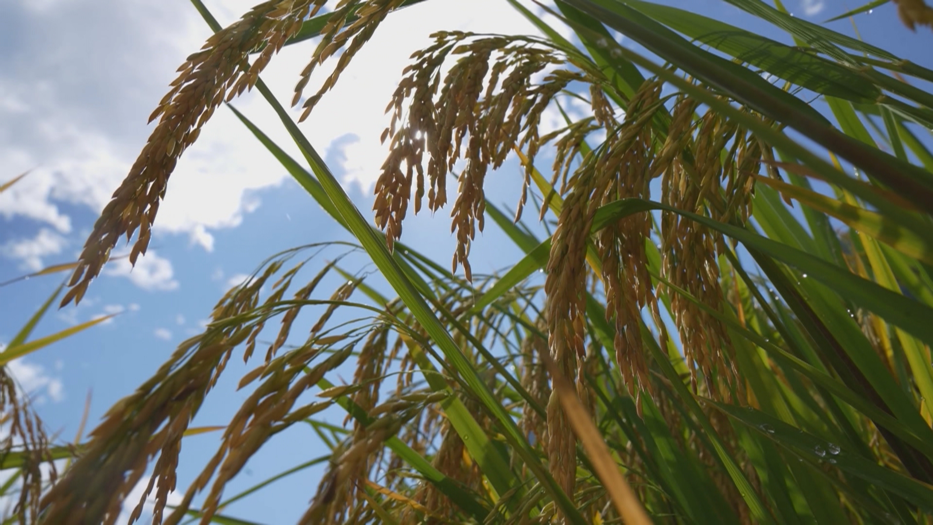 贵州新闻联播丨抢抓秋收进度 贵州秋粮收获超九成