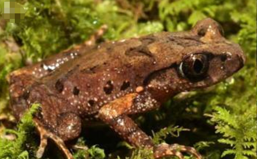 贵州发现两栖动物新物种——麻阳河掌突蟾