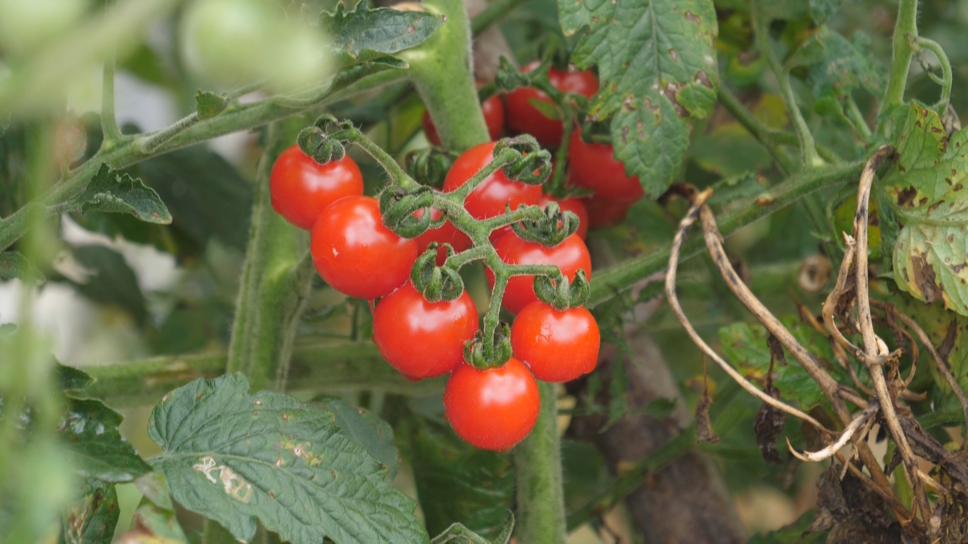贵州新闻联播｜从一颗毛辣果到一份地道味 黔东南州酸汤全产业链突围